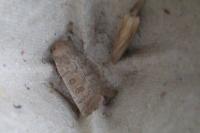 Hoplodrina ambigua