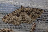 Peribatodes ilicaria ilicaria