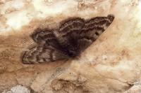 Psodos alticolaria
