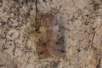 Anchoscelis litura