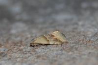 Eublemma parva