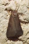 Stilbia anomala