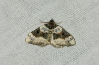 Cosmorhoe ocellata