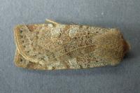 Conistra rubiginosa