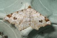 Macaria notata