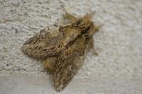 Peridea anceps