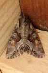 Lacanobia w-latinum