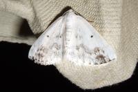 Lomographa temerata