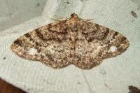 Parectropis similaria