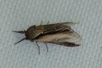 Pheosia tremula