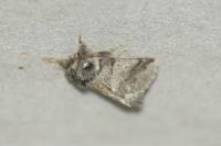 Thaumetopoea processionea
