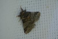 Thaumetopoea processionea