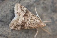 Hellula undalis