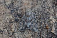 Apamea anceps