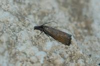 Platytes cerussella