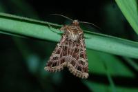 Sideridis reticulata