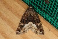 Deltote pygarga