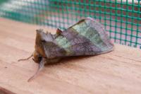 Diachrysia chrysitis