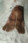 Rusina ferruginea