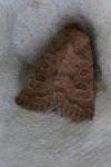 Hoplodrina blanda