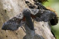 Laothoe populi