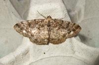 Parectropis similaria