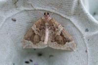 Eulithis prunata