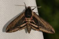 Sphinx ligustri