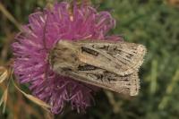 Agrotis mayrorum