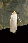 Collita griseola