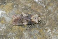 Agrotis puta