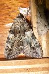 Catocala promissa