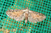 Eupithecia icterata