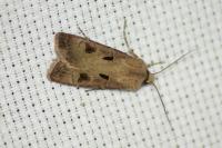 Agrotis exclamationis exclamationis