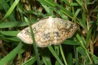 Cyclophora annularia