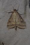 Ostrinia nubilalis