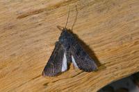 Aporophyla nigra
