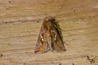 Chrysodeixis chalcites