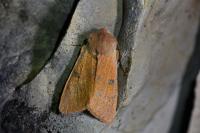 Ammopolia witzenmanni