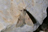 Ammopolia witzenmanni