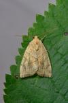 Cosmia trapezina