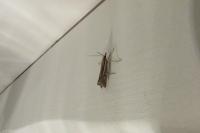 Ancylolomia tentaculella