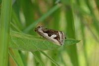 Deltote uncula