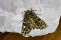 Valeria jaspidea