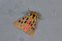 Chelis maculosa