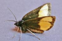 Psodos quadrifaria quadrifaria