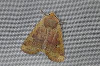 Conistra erythrocephala