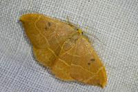 Watsonalla binaria