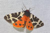 Arctia caja