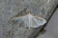 Palpita vitrealis